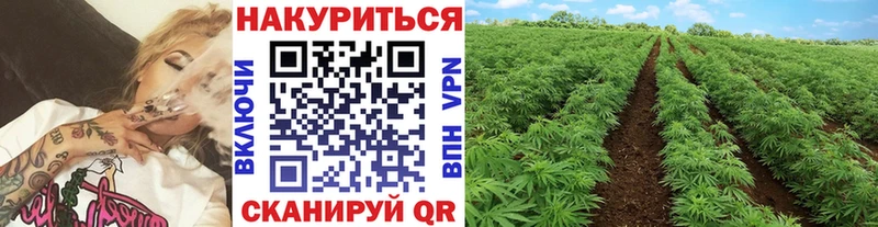 Бошки марихуана THC 21%  даркнет сайт  kraken онион  Сосновый Бор 